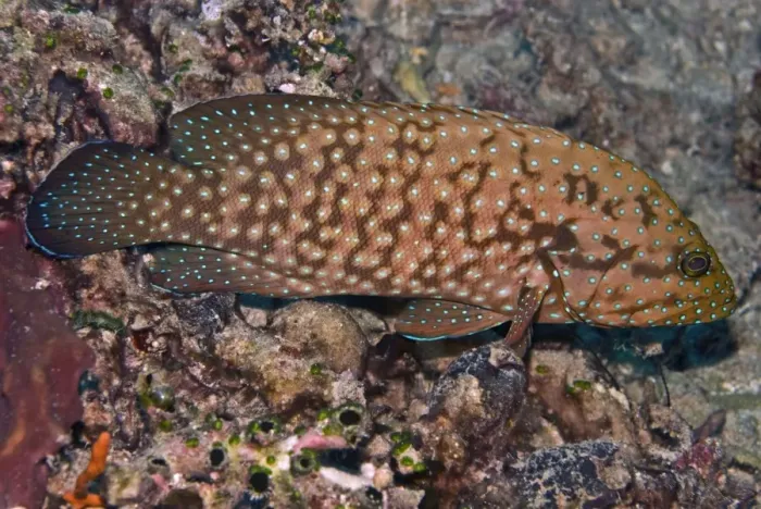Framed Print : Bluespotted Grouper - Papua New Guinea Framed Print : Bluespotted Grouper - Papua New Guinea
