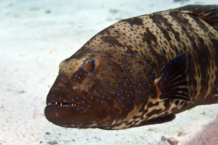 Framed Print : Bluespotted Grouper - Red Sea Framed Print : Bluespotted Grouper - Red Sea