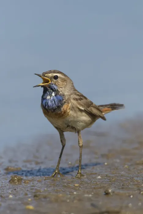 Framed Print : Bluethroat 63, S-E Arndt Framed Print : Bluethroat 63, S-E Arndt