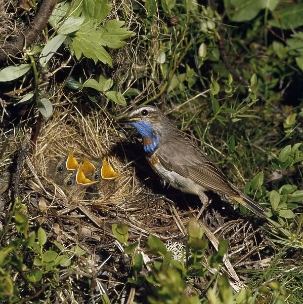 Bluethroat - male at nest with young