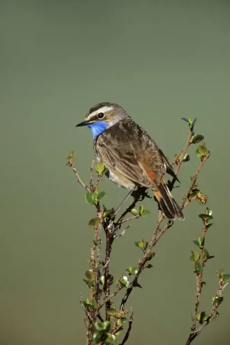 Framed Print : Bluethroat - male in spring. Seward Peninsula, Alaska, June. USA Framed Print : Bluethroat - male in spring. Seward Peninsula, Alaska, June. USA
