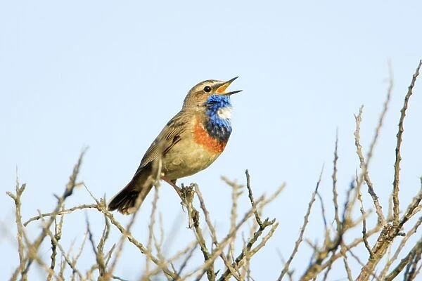 Bluethroat - male, white spotted variety, singing, Texel, Holland