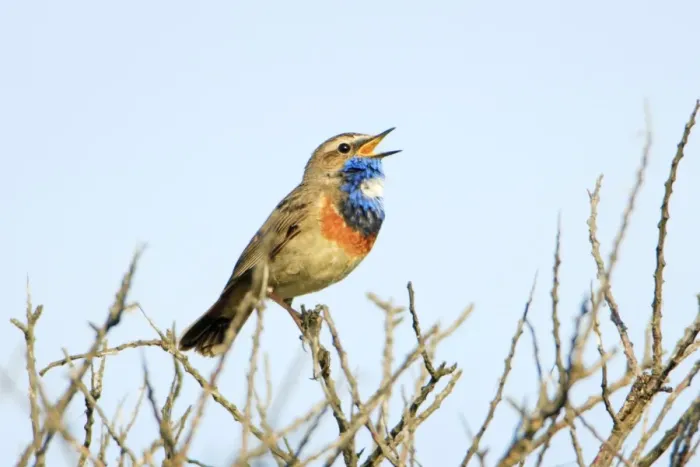 Framed Print : Bluethroat - male, white spotted variety, singing, Texel, Holland Framed Print : Bluethroat - male, white spotted variety, singing, Texel, Holland