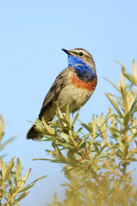 Framed Print : Bluethroat - male, white spotted variety, Texel, Holland Framed Print : Bluethroat - male, white spotted variety, Texel, Holland