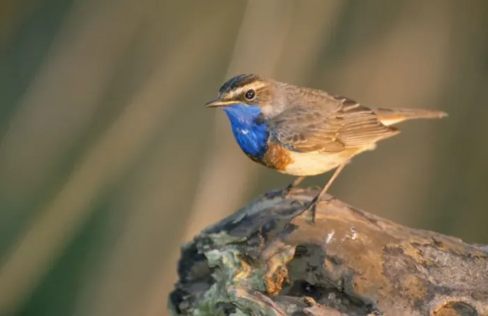 Framed Print : Bluethroat - perched on log Framed Print : Bluethroat - perched on log