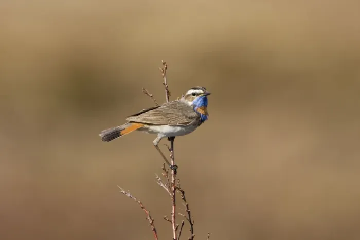 Framed Print : Bluethroat - On song perch - Varangar Northern Norway