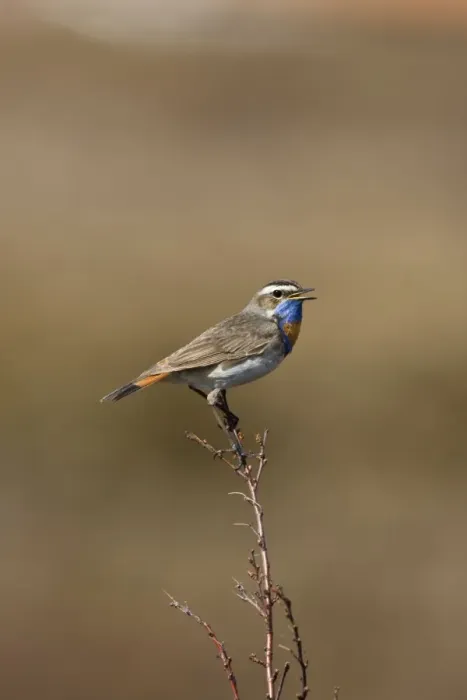 Framed Print : Bluethroat - On song perch - Varangar Northern Norway Framed Print : Bluethroat - On song perch - Varangar Northern Norway