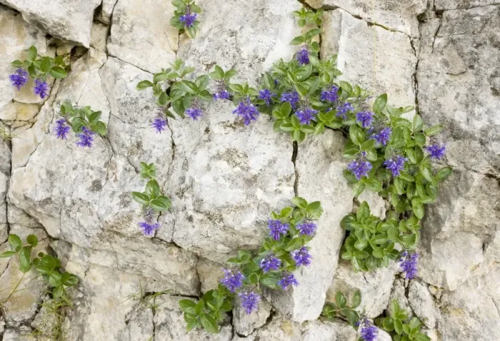 Framed Print : Bluish Paederota - on limestone, Monte Baldo, Italy Framed Print : Bluish Paederota - on limestone, Monte Baldo, Italy