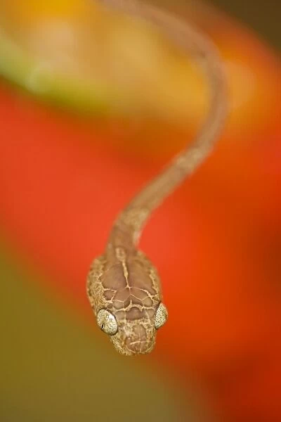 Blunthead Tree Snake - Costa Rica
