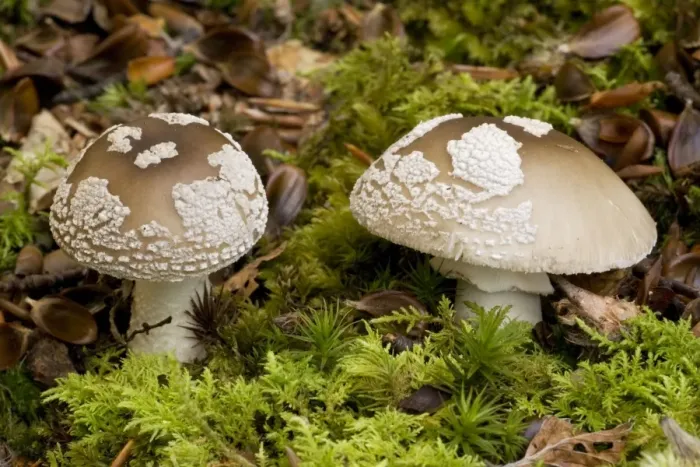 Framed Print : The blusher; edible fungus if well-cooked Framed Print : The blusher; edible fungus if well-cooked