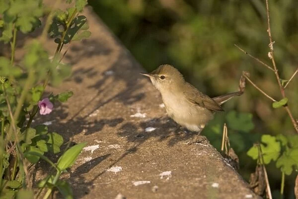 Blyths Reed Warbler - Cambolin, Goa, India