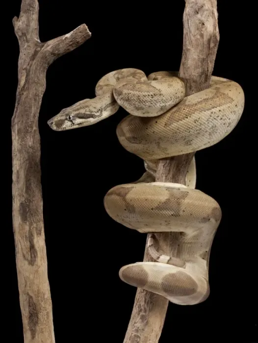 Boa Constrictor - Imperator sub-species, Super Ghost Mutation