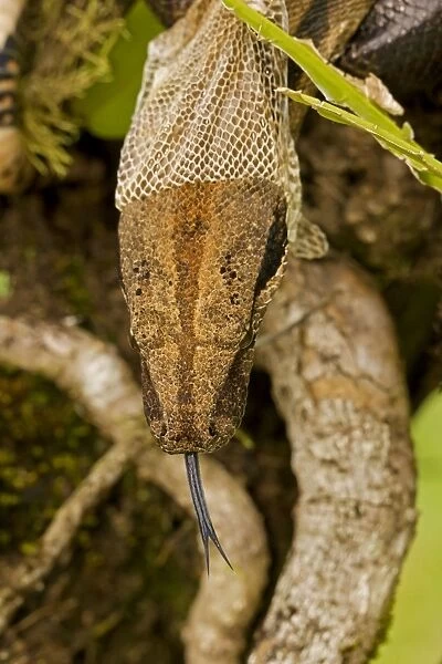 Boa constrictor - shedding skin - Guanacaste National Park - Costa Rica
