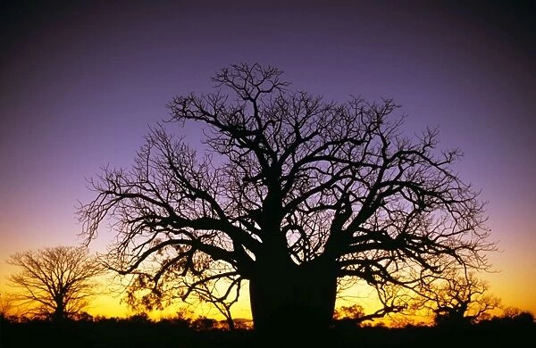 Boab tree - at sunset Derby, Western Australia XXA00232