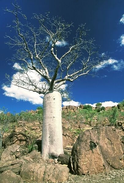 Boab Tree - symbol of the Kimberley - Kimberley - Western Australia JLR07897