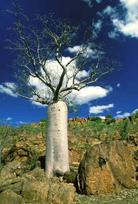 Framed Print : Boab Tree - symbol of the Kimberley - Kimberley - Western Australia JLR07896 Framed Print : Boab Tree - symbol of the Kimberley - Kimberley - Western Australia JLR07896
