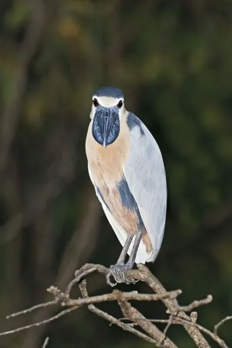 Framed Print : Boat-billed Heron. Adult. Nayarit Mexico in March