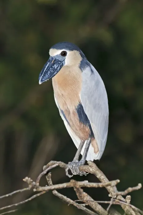 Framed Print : Boat-billed Heron. Adult. Nayarit Mexico in March