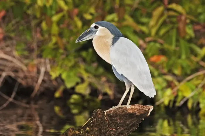 Framed Print : Boat-billed Heron. Adult. Nayarit Mexico in March Framed Print : Boat-billed Heron. Adult. Nayarit Mexico in March