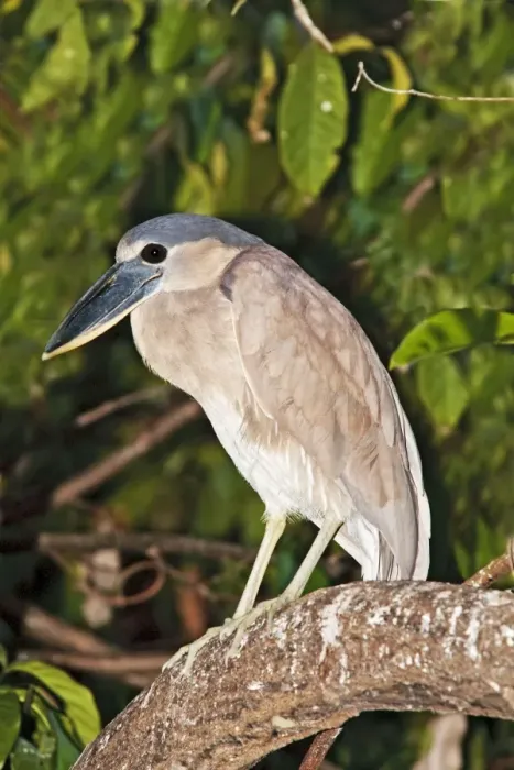 Framed Print : Boat-billed Heron. Immature. Nayarit Mexico in March Framed Print : Boat-billed Heron. Immature. Nayarit Mexico in March