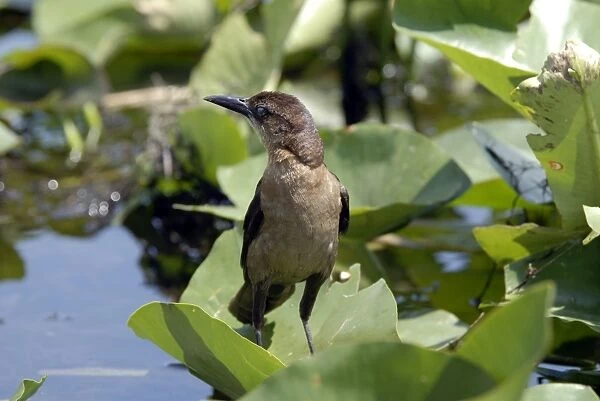 Boat-tailed Grackle female. Inhabits coastal saltwater marshes, inland lakes and streams, farms and towns. Occurs in Florida and along eastern seaboard. Everglades, Fort Lauderdale, Florida, USA