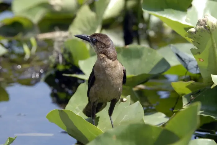 Framed Print : Boat-tailed Grackle female. Inhabits coastal saltwater marshes, inland lakes and streams, farms and towns. Occurs in Florida and along eastern seaboard. Everglades, Fort Lauderdale, Florida, USA