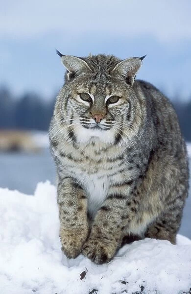 Bobcat. WAT-7646. BOBCAT - in snow. Lynx Rufus