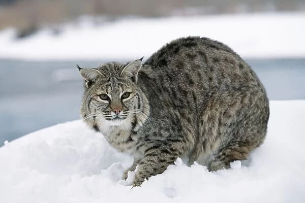 Bobcat. WAT-7647. BOBCAT - in snow. Lynx Rufus