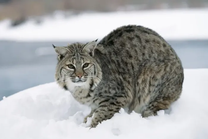Framed Print : Bobcat. WAT-7647. BOBCAT - in snow. Lynx Rufus Framed Print : Bobcat. WAT-7647. BOBCAT - in snow. Lynx Rufus