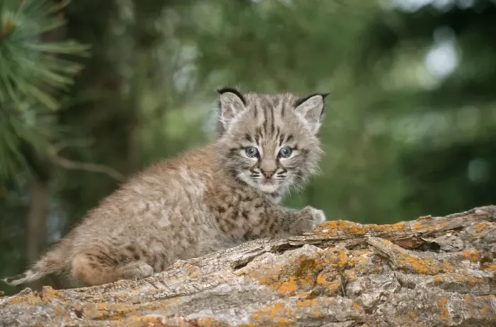 Framed Print : Bobcat Baby 1 month Framed Print : Bobcat Baby 1 month