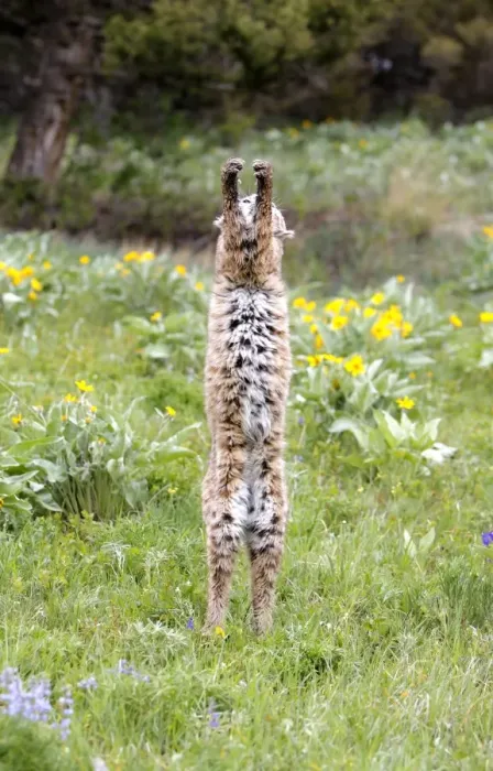 Framed Print : Bobcat - on hind legs. Montana - USA Framed Print : Bobcat - on hind legs. Montana - USA