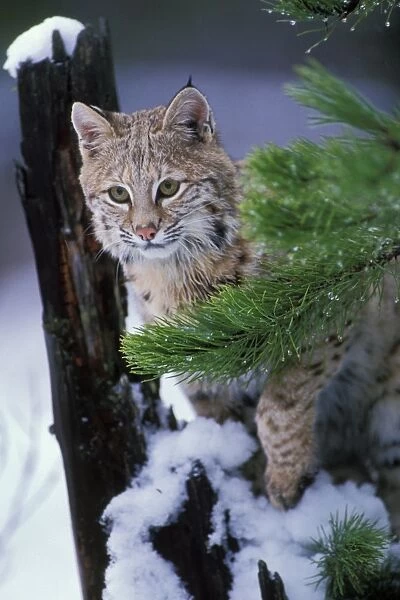 Bobcat also known as Felis rufus Northern Rockies. MR389