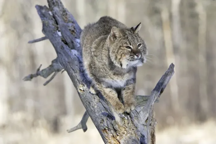 Framed Print : Bobcat Minnesota, USA Framed Print : Bobcat Minnesota, USA