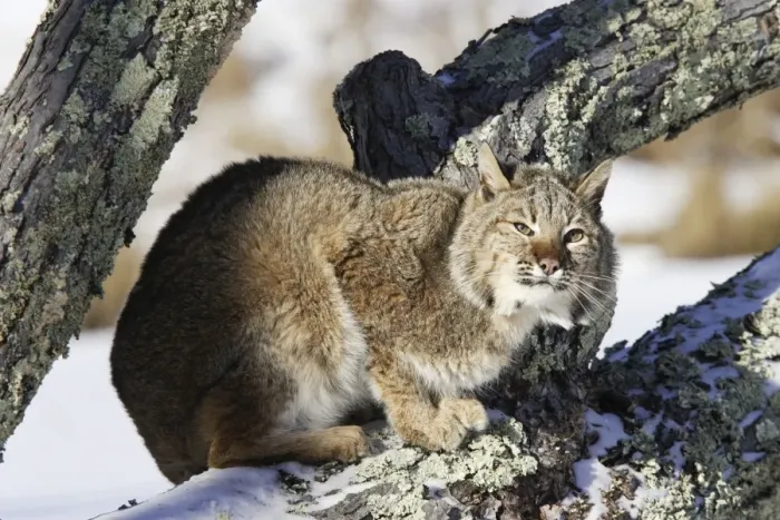 Framed Print : Bobcat Minnesota USA Framed Print : Bobcat Minnesota USA