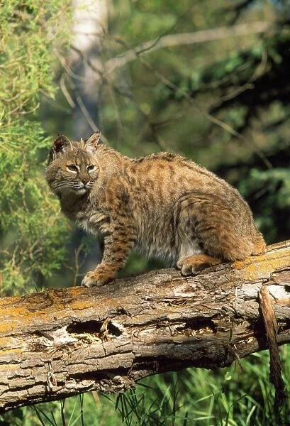 Bobcat  /  Red Lynx