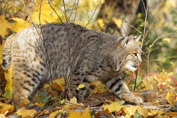 Bobcat  /  Red Lynx Montana USA