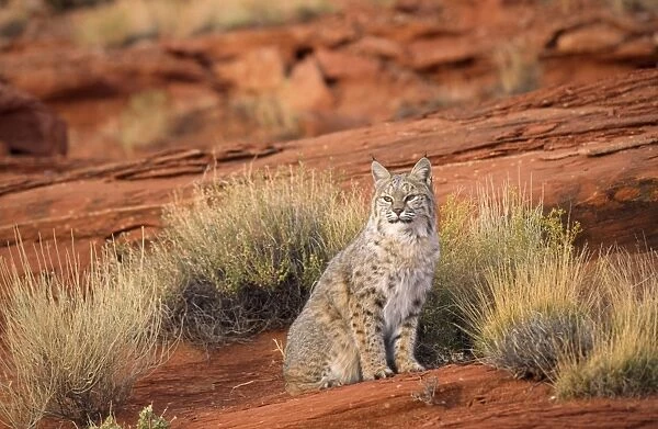 Bobcat  /  Red Lynx North America