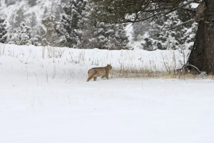 Framed Print : Bobcat - in snow. Montana - USA Framed Print : Bobcat - in snow. Montana - USA