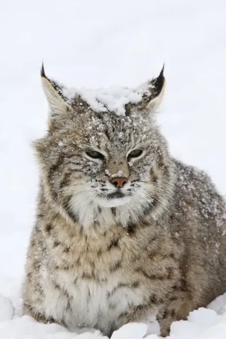 Framed Print : Bobcat - in snow. Montana - USA Framed Print : Bobcat - in snow. Montana - USA