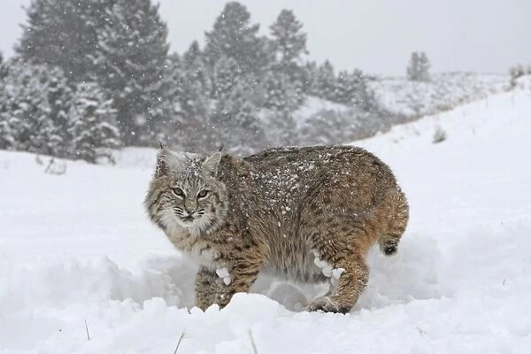 Bobcat - in snow. Montana - USA