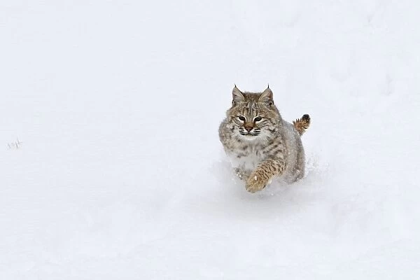 Bobcat - in snow. Montana - USA