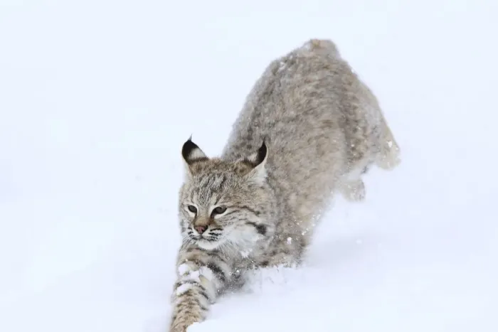 Framed Print : Bobcat - in snow. Montana - USA Framed Print : Bobcat - in snow. Montana - USA