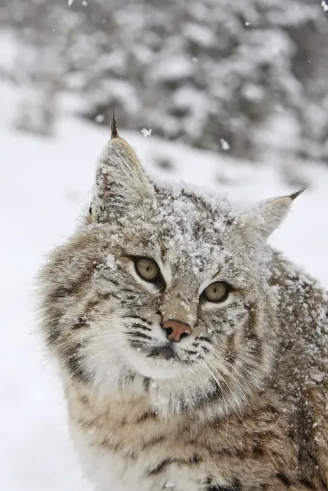 Framed Print : Bobcat - in snow. Montana - USA Framed Print : Bobcat - in snow. Montana - USA