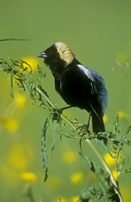 Framed Print : Bobolink - breeding male - Durham - CT - USA Framed Print : Bobolink - breeding male - Durham - CT - USA