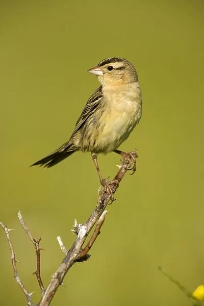 Bobolink - Female-nest in meadows and hayfields-breeding plumage-spring male only North Americamn land bird light above and dark below-winter in South America. New York, USA