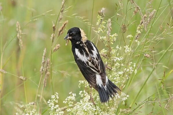 Bobolink - male with food. Connecticut USA in June