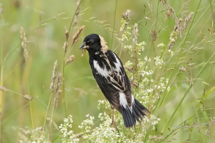 Framed Print : Bobolink - male with food. Connecticut USA in June Framed Print : Bobolink - male with food. Connecticut USA in June