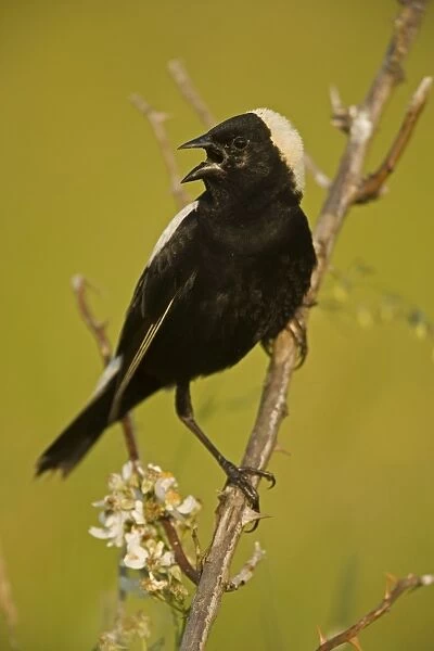 Bobolink - male-singing to declare territory-nest in meadows and hayfields-breeding plumage-spring male only North Americamn land bird light above and dark below-winter in South America. New York, USA