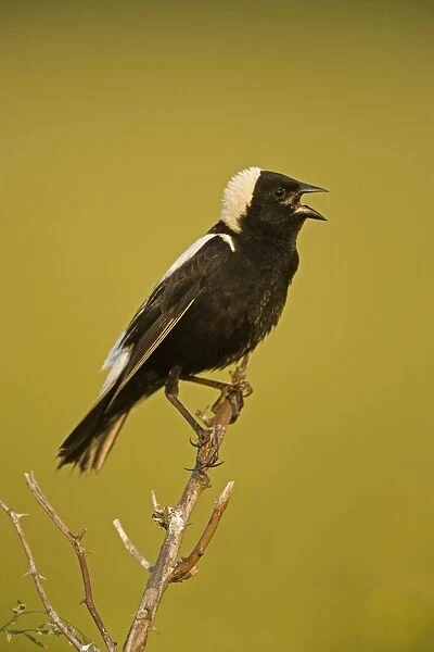 Bobolink - Male-singing to declare territory-nest in meadows and hayfields-breeding plumage-spring male only North Americamn land bird light above and dark below-winter in South America. New York, USA