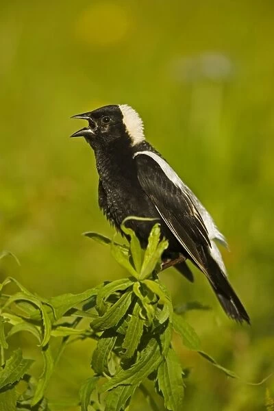 Bobolink - male-singing to declare territory-nest in meadows and hayfields-breeding plumage-spring male only North Americamn land bird light above and dark below-winter in South America. New York, USA